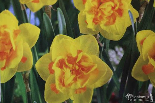 Narciso amarelo Dick Wilden