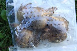 Narciso amarelo Dick Wilden