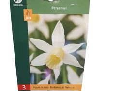 Narcisos botánicos blancos