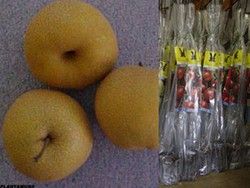 Nashi amarillo 'Hosui'. Peras asiáticas en cepellón. Pyrus pyrifolia