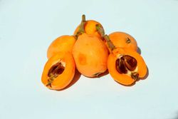 Néflier d'Algérie - Eriobotrya japonica Algérie