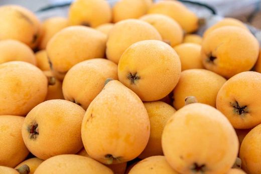Níspero japonés, Eriobotrya japonica