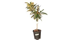 Níspero japonés, Eriobotrya japonica