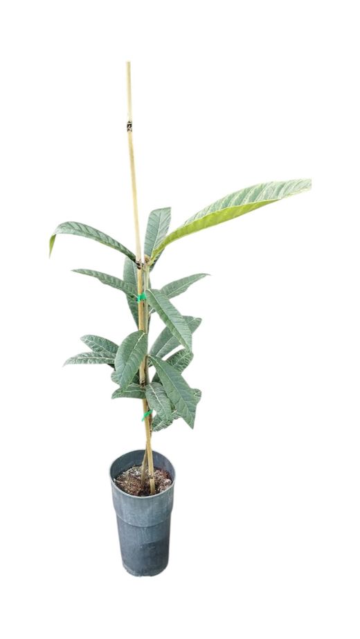 Níspero japonés, Eriobotrya japonica