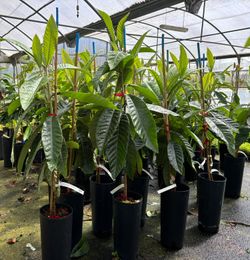 Eriobotrya japonica ‘Golden Nugget’ - Nêspera Japonesa