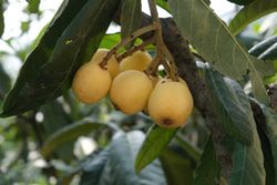 Eriobotrya japonica ‘Golden Nugget’ - Nêspera Japonesa