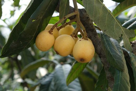 Eriobotrya japonica ‘Golden Nugget’ - Nêspera Japonesa