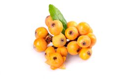 Eriobotrya japonica ‘Golden Nugget’ - Nêspera Japonesa