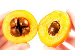 Eriobotrya japonica ‘Golden Nugget’ - Nêspera Japonesa