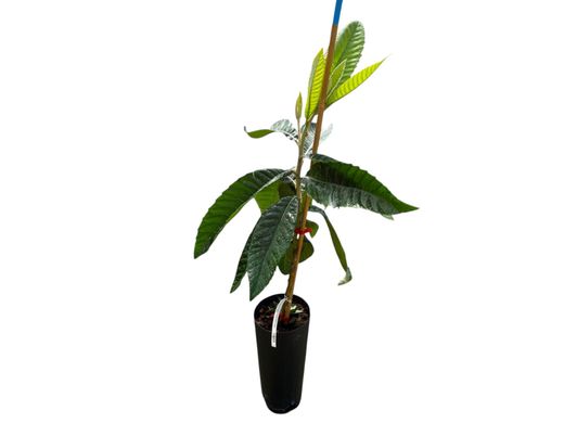 Eriobotrya japonica ‘Golden Nugget’ - Nêspera Japonesa