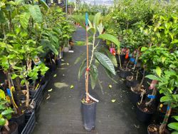 Eriobotrya japonica ‘Golden Nugget’ - Nêspera Japonesa