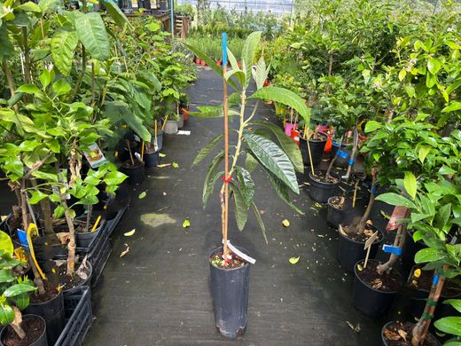 Eriobotrya japonica ‘Golden Nugget’ - Nêspera Japonesa