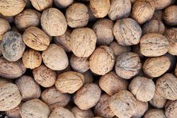 Nogal de fruto, Juglans regia