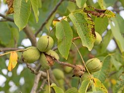 Nogal de fruto, Juglans regia