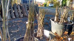 Nogal de fruto, Juglans regia