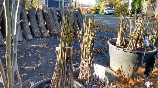 Nogal de fruto, Juglans regia