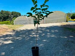 Nogal de fruto, Juglans regia