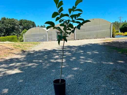 Nogal de fruto, Juglans regia