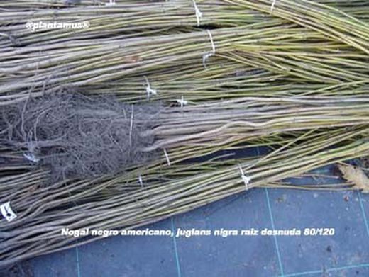 Noz preta, noz de madeira, noz preta, Juglans nigra