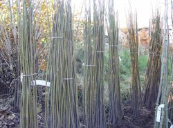 Noz preta, noz de madeira, noz preta, Juglans nigra