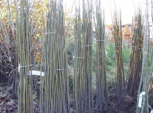 Noz preta, noz de madeira, noz preta, Juglans nigra