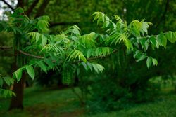 Noz preta, noz de madeira, noz preta, Juglans nigra