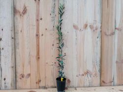 Olivo Arbequina, Olea europaea