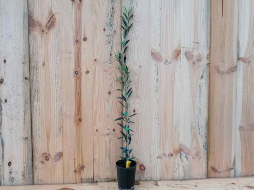 Olivo Arbequina, Olea europaea