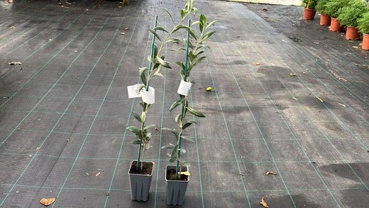 Olivo Arbequina, Olea europaea