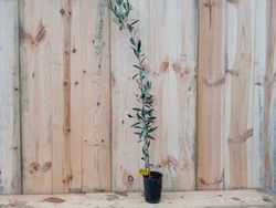 Olivo "Frantoio", Olea europaea