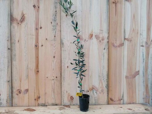 Olivo "Frantoio", Olea europaea