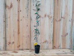 Manzanilla ou olivier Villalonga, Olea europaea