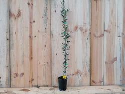 Azeitona 'Picual', Olea europaea