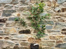 Olmo de siberia, Zelkova japonesa.