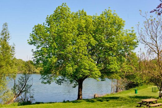 Olmo de siberia, Zelkova japonesa.