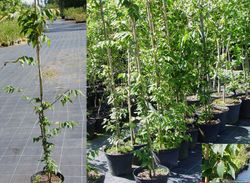 Olmo de siberia, Zelkova japonesa.