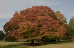 Olmo de siberia, Zelkova japonesa.
