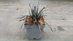 Ophiopogon planiscapus "Nigrescens"