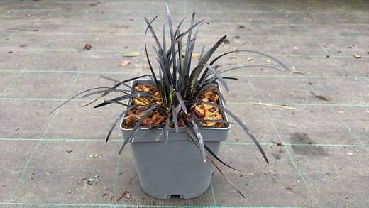 Ophiopogon planiscapus "Nigrescens"