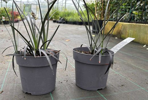 Ophiopogon planiscapus "Nigrescens"