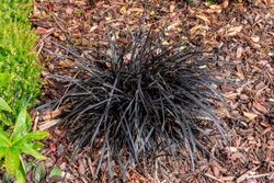 Ophiopogon planiscapus "Nigrescens"