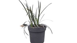 Ophiopogon planiscapus "Nigrescens"