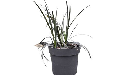 Ophiopogon planiscapus "Nigrescens"