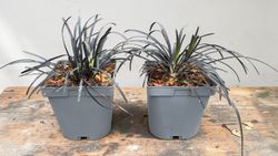 Ophiopogon planiscapus "Nigrescens"