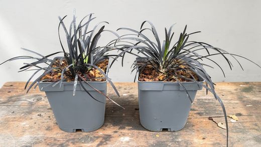 Ophiopogon planiscapus "Nigrescens"