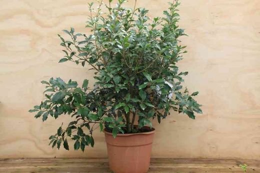 Osmanthus heterophyllus purpureum