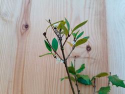 Osmanthus heterophyllus "Purpureum"