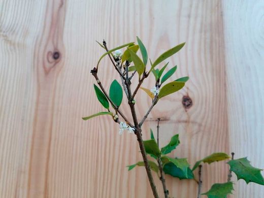 Osmanthus heterophyllus "Purpureum"