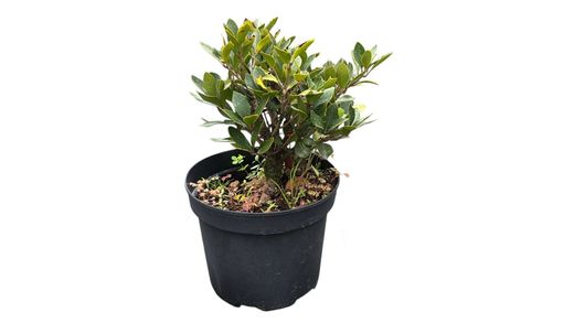 Osmanthus heterophyllus "Purpureum"