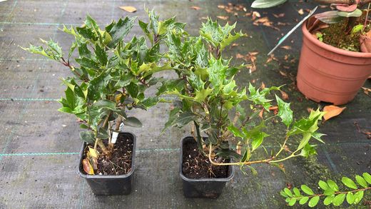 Osmanthus heterophyllus "Purpureum"